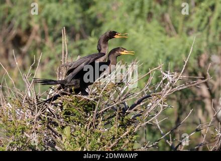 Les cormorans néotropes assis sur le nid de Smith Oaks Rookery, péninsule de Bolivar, Texas. Banque D'Images