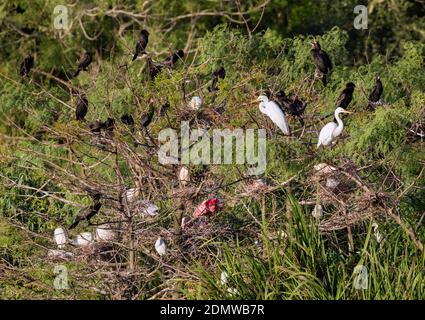 Rookery au sanctuaire Smith Oaks, Texas Banque D'Images