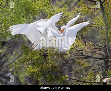 Les grands Egrets nourrissant les oisillons au sanctuaire Smith Oaks, Texas Banque D'Images