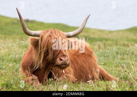 Highland Cow paissant sur une herbe luxuriante, Isle of Harris, Outer Hebrides, Écosse Banque D'Images