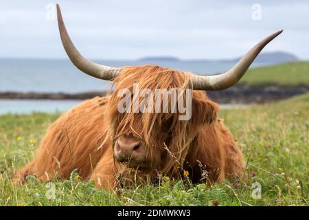 Highland Cow paissant sur une herbe luxuriante, Isle of Harris, Outer Hebrides, Écosse Banque D'Images