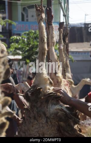 Procession de la coupe de chèvre qUrban dans les célébrations d'Eid al-Adha Banque D'Images