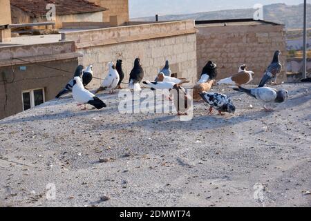 Pigeons dans la ville d'Uchisar, Cappadoce Banque D'Images