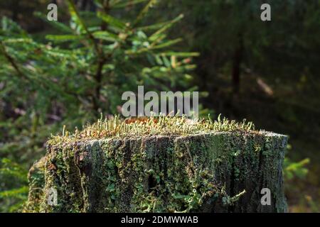 Lichen trompette poussant sur une souche d'arbre Banque D'Images