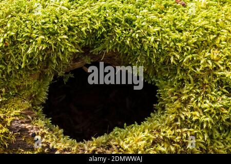 Trou mystique en mousse verte sur un tronc d'arbre Banque D'Images