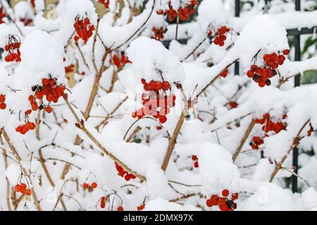 L'opulus de Viburnum (rose guelder) se couche sous la neige. Hiver Banque D'Images