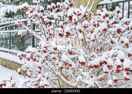 L'opulus de Viburnum (rose guelder) se couche sous la neige. Hiver Banque D'Images