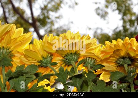 Belle Chrysanthemum Nantyderry Sunshine Flowers gros plan Banque D'Images