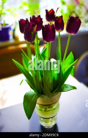 Bouquet de tulipes violettes fraîches dans vase en verre, fleurs magnifiquement illuminées par la lumière du soleil, arrière-plan flou Banque D'Images