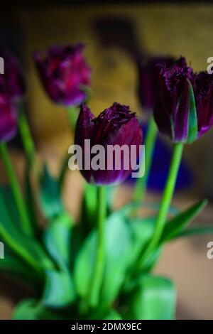 Bouquet de tulipes violettes fraîches dans vase en verre, fleurs magnifiquement illuminées par la lumière du soleil, arrière-plan flou Banque D'Images