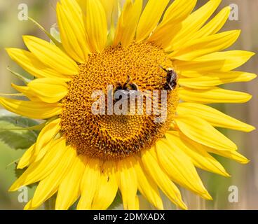 Tête de tournesol souriante dans un champ de maïs, avec des abeilles pour les yeux. Banque D'Images