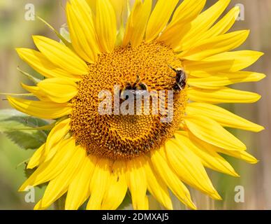 Tête de tournesol souriante dans un champ de maïs, avec des abeilles pour les yeux. Banque D'Images