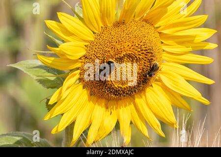 Tête de tournesol souriante dans un champ de maïs, avec des abeilles pour les yeux. Banque D'Images