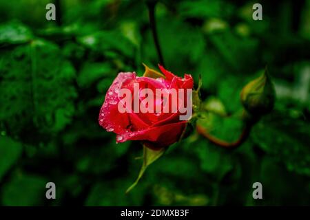 Rose rouge dans le jardin après la pluie d'été Banque D'Images