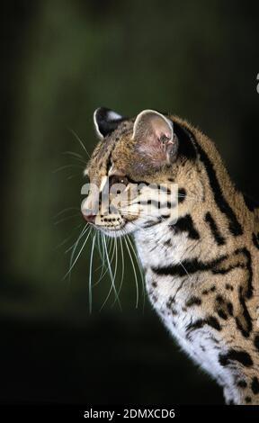 Chat Margay leopardus wiedi, Portrait d'adulte, Banque D'Images