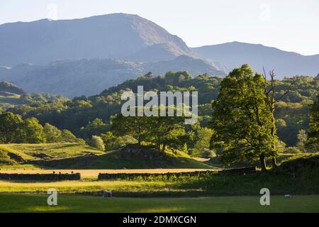 Elterwater, Cumbria, Angleterre. Vue sur les pâturages jusqu'au sommet de Wetherlam, coucher de soleil. Banque D'Images