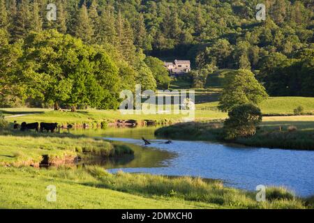 Elterwater, Cumbria, Angleterre. Vue sur la rivière Brathay tranquille près du pont Skelwith, printemps. Banque D'Images