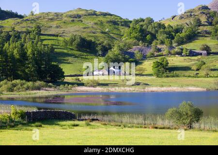 Little Langdale, Cumbria, Angleterre. Vue sur le petit Langdale Tarn en direction de Low Hallgarth, tôt le matin. Banque D'Images