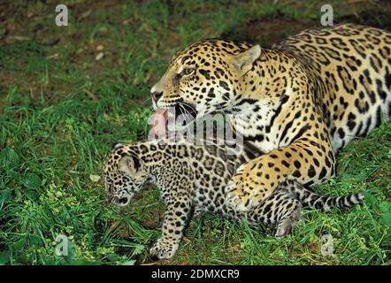 Jaguar, Panthera onca, Mère léchant Cub Banque D'Images