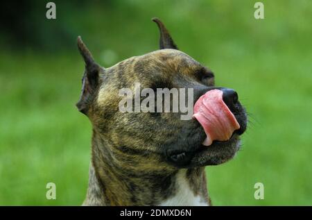 American Staffordshire Terrier Licking its Chops, Old Standard Breed with Cut Ears Stock Photo