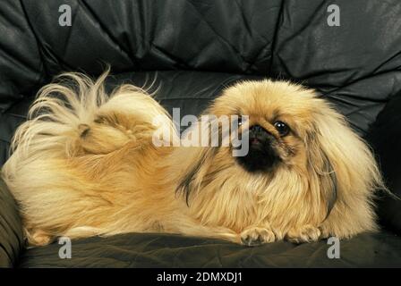 Chien pékinois laying on Sofa Banque D'Images