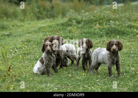 Pont Audemer Spaniel Chien, chiot, race française Banque D'Images