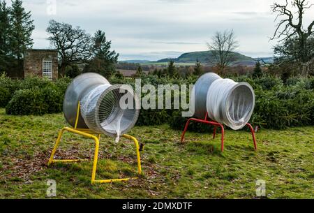 Cut Christmas fir trees at Beanston Farm ready for wrapping, East Lothian, Scotland, UK Stock Photo