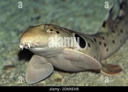 Hemiscyllium ocellatum, requin épaulette Banque D'Images