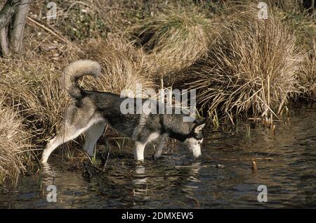 Chien Husky Sibérien entrant dans l'eau Banque D'Images