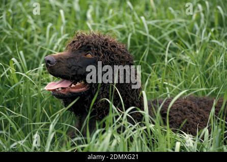 Irish Water Spaniel chien adultes, debout dans l'herbe haute Banque D'Images