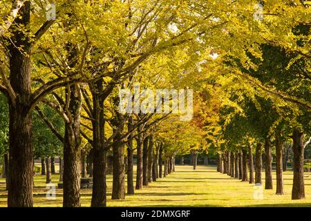 Parc de recherche de Kumamoto, Préfecture de Kumamoto, Japon, automne Banque D'Images