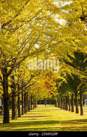 Parc de recherche de Kumamoto, Préfecture de Kumamoto, Japon, automne Banque D'Images