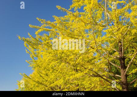 Parc de recherche de Kumamoto, Préfecture de Kumamoto, Japon, automne Banque D'Images