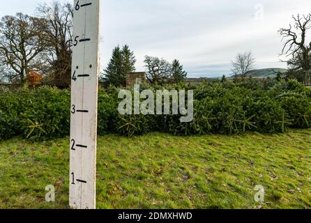 Sapins de Noël à Beanston Farm avec une planche mesurant la hauteur, East Lothian, Écosse, Royaume-Uni Banque D'Images