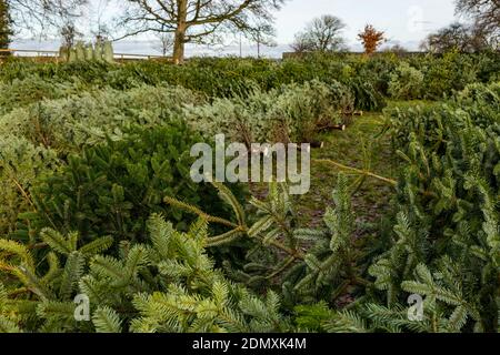 Tailler des sapins de Noël à Beanston Farm, East Lothian, Écosse, Royaume-Uni Banque D'Images