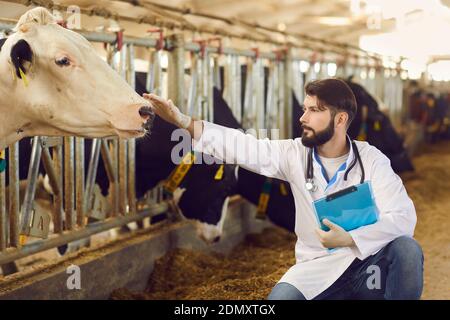 Vétérinaire de bétail avec le presse-papiers dans la main s'occupant des vaches sur élevage Banque D'Images