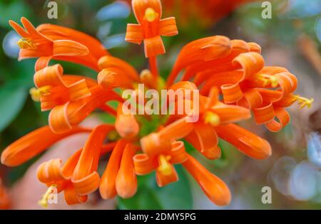 Poas Volcano NP, Costa Rica - April 3, 2017:  Closeup of Lonicera ciliosa (orange honeysuckle or western trumpet honeysuckle). Stock Photo