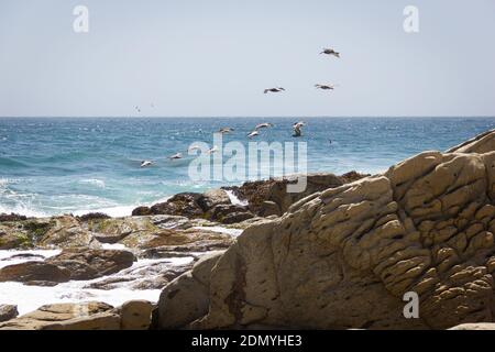 Gousse de pélicans blancs volant par la côte rocheuse le jour ensoleillé. Escadron d'oiseaux qui écume la mer bleue. Faune naturelle, concepts de liberté Banque D'Images