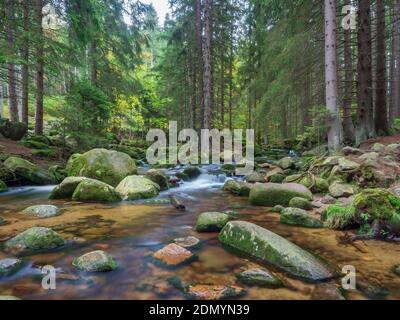 Deux branches de la rivière Szklarka encerclent la partie du sol de grands conifères. Couleurs vert vif de mousse recouvrant les rochers de la rivière. LON Banque D'Images