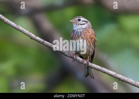 X Witkopgors Geelgors ; Pine Bunting x Yellowhammer ; Banque D'Images