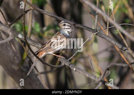 X Witkopgors Geelgors ; Pine Bunting x Yellowhammer ; Banque D'Images