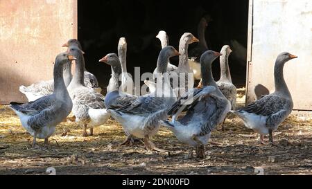 Geese: goose breeding in Gignac (south-western France) Banque D'Images