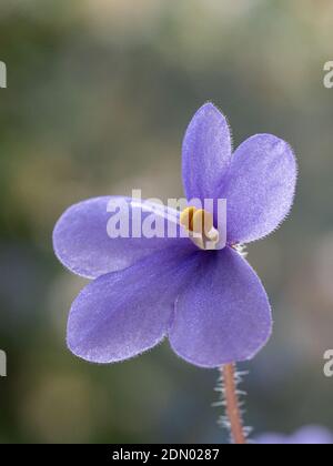 Un gros plan d'une seule fleur pourpre d'un Violet africain montrant les stucs de fleurs Banque D'Images