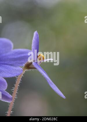 Un gros plan d'une seule fleur pourpre d'un Violet africain montrant les stucs de fleurs Banque D'Images