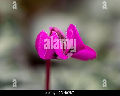 Un gros plan d'une fleur rose profonde unique de Coum de cyclamen avec gouttes de Dewdrops étincelantes Banque D'Images