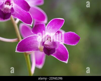 Un gros plan d'une seule fleur pourpre d'un Orchidée Dendrobium Banque D'Images