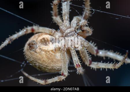 Photographie macro de Neoscona subfusca (Common Hairy Field Spider) la nuit vue de dessous du Web, Banque D'Images