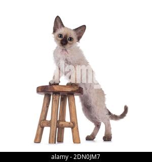 Joli Tonkinese Chocolate pointée LaPerm chat chaton, debout côtés avec pattes avant sur petit tabouret en bois. En regardant vers l'appareil photo avec Banque D'Images