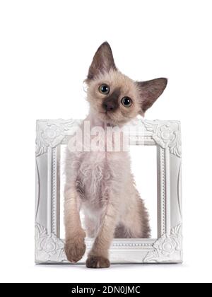 Joli Tonkinese chocolat pointée LaPerm chat chaton, debout à travers le cadre blanc d'image. Regarder vers l'appareil photo avec les yeux verts. Isolé sur blanc Banque D'Images