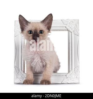 Joli Tonkinese chocolat pointée LaPerm chat chaton dans le cadre photo. Regarder vers l'appareil photo avec les yeux verts et la bouche ouverte sourire. Isolé sur blanc Banque D'Images